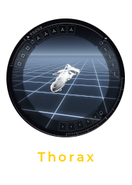 Thorax Fitting Window